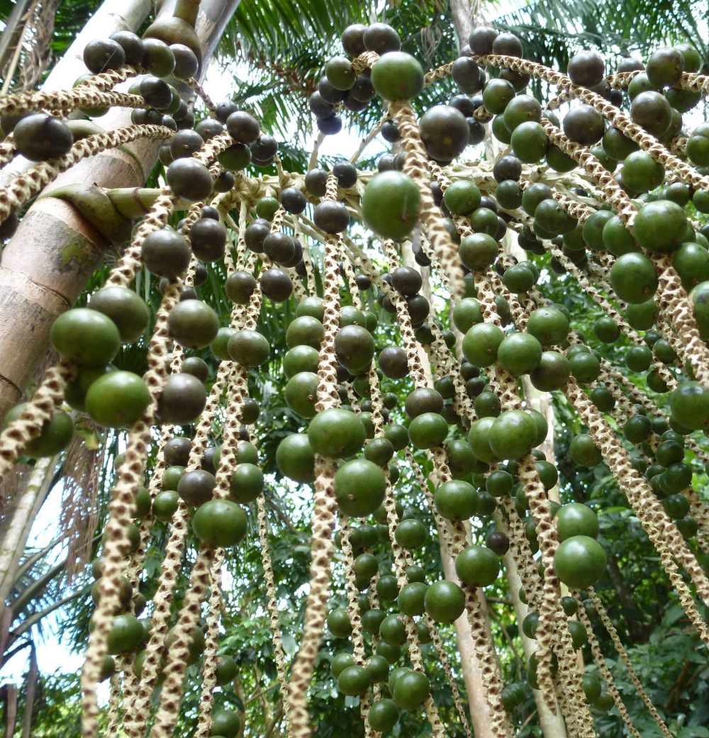 AÇAI