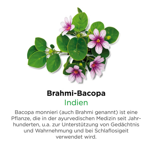 Brahmi Bacopa aus Indien