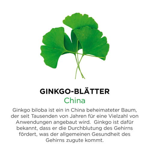 Ginkgo Blätter aus China