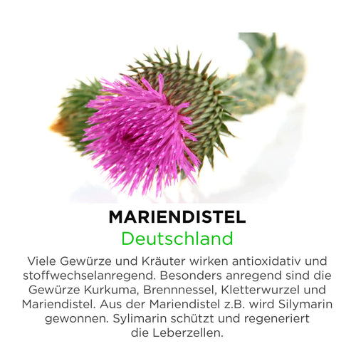 Mariendistel aus Deutschland